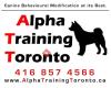 Alpha Training Toronto