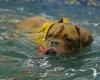 Aqua Paws Canine Wellness Center