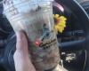 Caribou Coffee