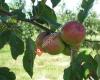 Creekside Orchard