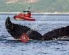 Croisières Essipit / Whale Watching Essipit Cruise