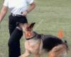 Dogwise Training & Behaviour Center Inc
