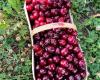 Duffin Farms