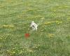 Elm Street Leash-Free Dog Park