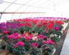 Floral Beauty Greenhouses LLC