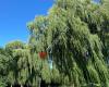 Garnetwood Park