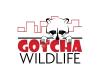 Gotcha Wildlife Removal