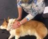 Greenwood Hill Wellness and Rehab- Canine Massage