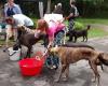 Greyhound Pets of Atlantic Canada