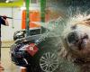 Happy Bays Car & Dog Wash