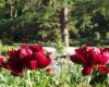 Jardin Botanique de Montréal