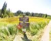 Little Crater Lake Campground