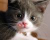 Meadowvale Animal Hospital