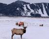 National Elk Refuge Sleigh Rides