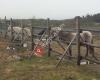 Newfoundland Pony Sanctuary