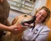 Pipestone Veterinary Services