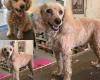 Pretty Beastie Pet Grooming