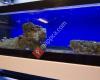 Seascapes Aquariums