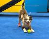 Sherwood Barks Dog Training, Puppy Classes & Dog Daycare