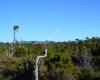 Shorepine Bog Trail