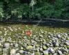 Sooke River Trail