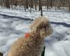 Sugar Bush Dog Park