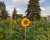 Sunflower Garden