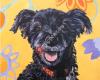 the Canvas Dog Contemporary Custom Pet Portraits