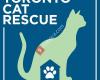 Toronto Cat Rescue