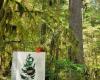 Tree of Life (Grandfather Capilano)